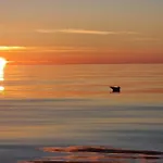 Feriehus Mausund- Oyperla I Havet! Egen Batplass Ved Hytta! *