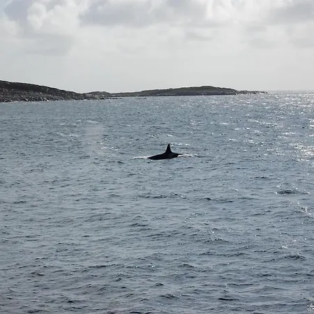 Mausund- Oyperla I Havet! Egen Batplass Ved Hytta! Hébergement de vacances *